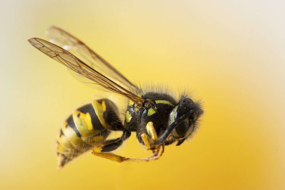 Ce să faci dacă te-a înțepat albina - Foto: Freepick