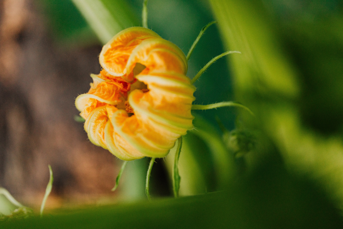 floarea de dovleac - FOTO: Pexels@Karolina Grabowska