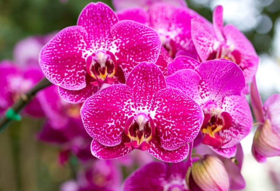 Orhideea - Foto: Freepick @aopsan