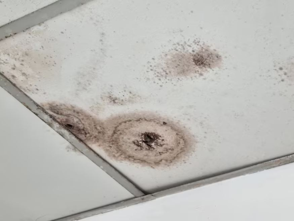 Scapă ușor de mucegaiul de pe tavan cu un ingredient surprinzător pe care îl ai în casă. Foto: Freepick @sompong_tom