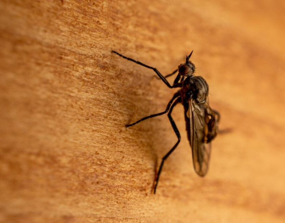 Ține insectele departe de casă cu bicarbonat de sodiu. Foto: Freepick@wirestock