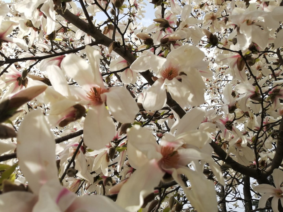 magnolia. FOTO: DC Medical