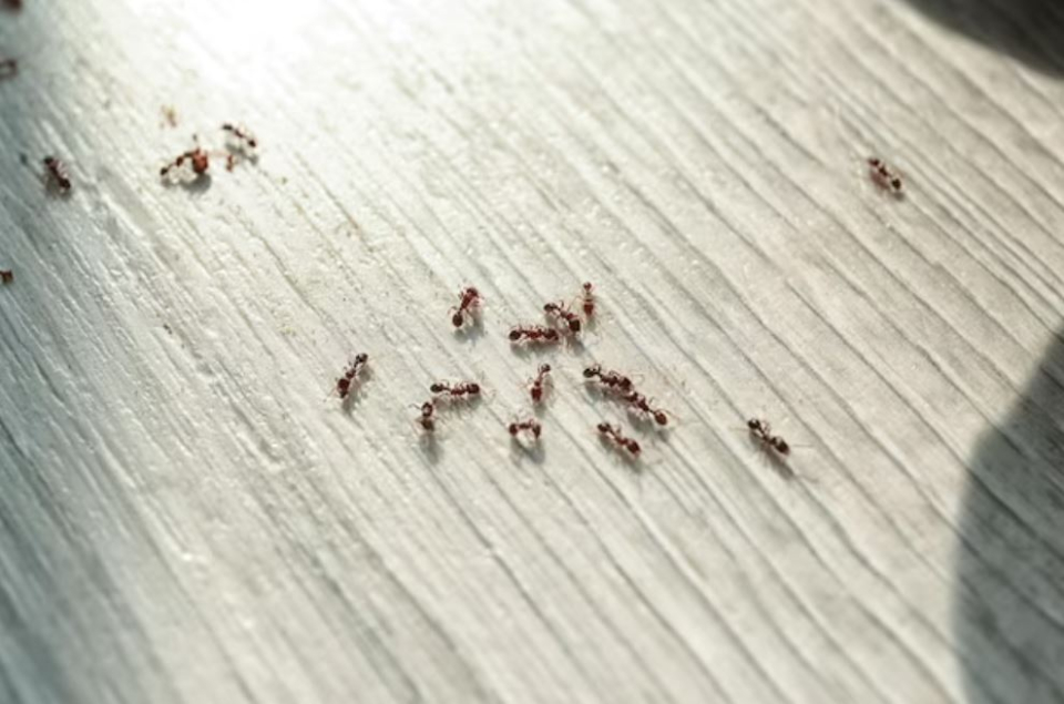 Scapă ușor de insectele din casă cu câteva sfaturi eficiente.Foto: Freepick @New Africa 