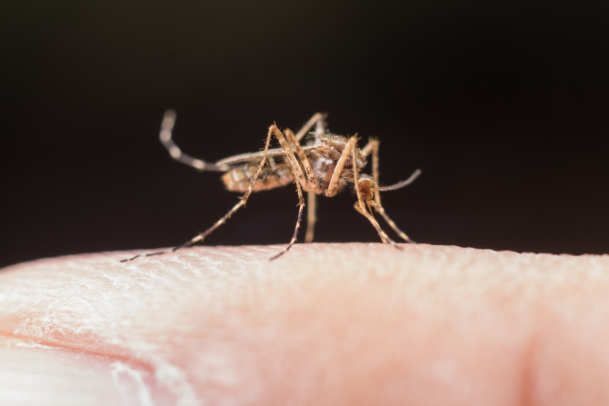 boala dengue america foto:freepik@jcomp
